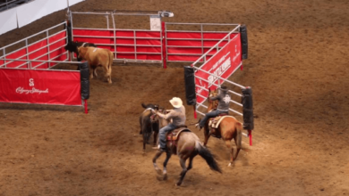 What are the strategies used in team penning?