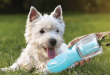 3 in 1 Dog Water Bottle Wholesale: A Profitable Product for Pet Retailers
