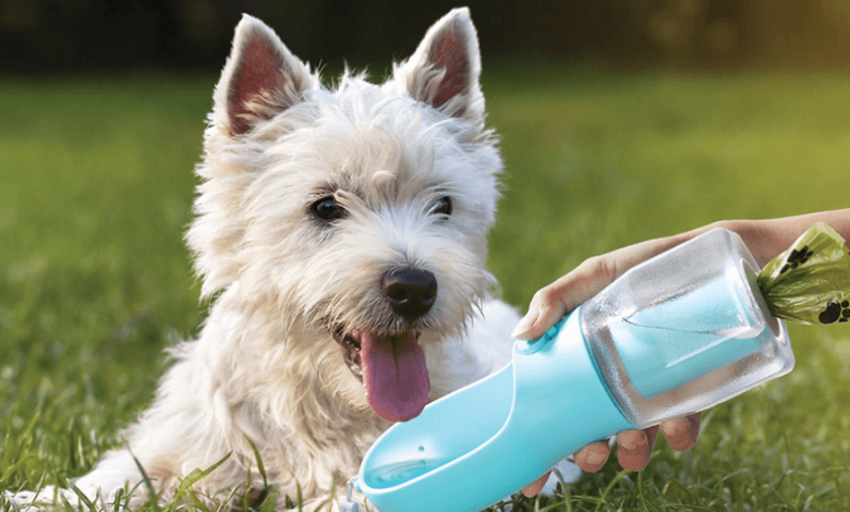 3 in 1 Dog Water Bottle Wholesale: A Profitable Product for Pet Retailers