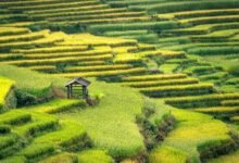 rapid expansion growth hacking