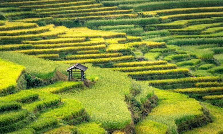 rapid expansion growth hacking