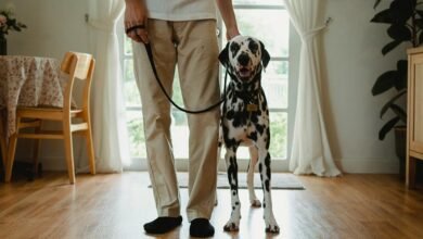 caller reputation and alerts