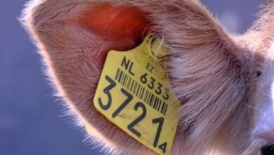 phone numbers owner identification request